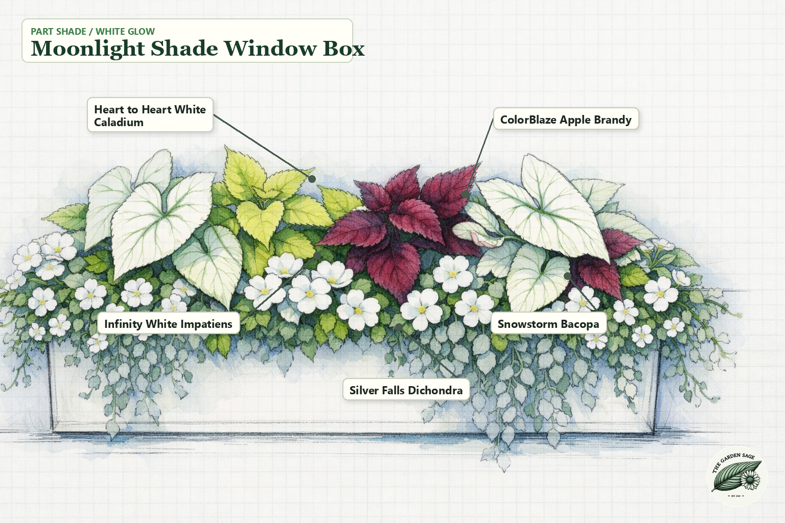 Moonlight Shade Window Box sketch with caladium, coleus, impatiens, bacopa, and dichondra labels