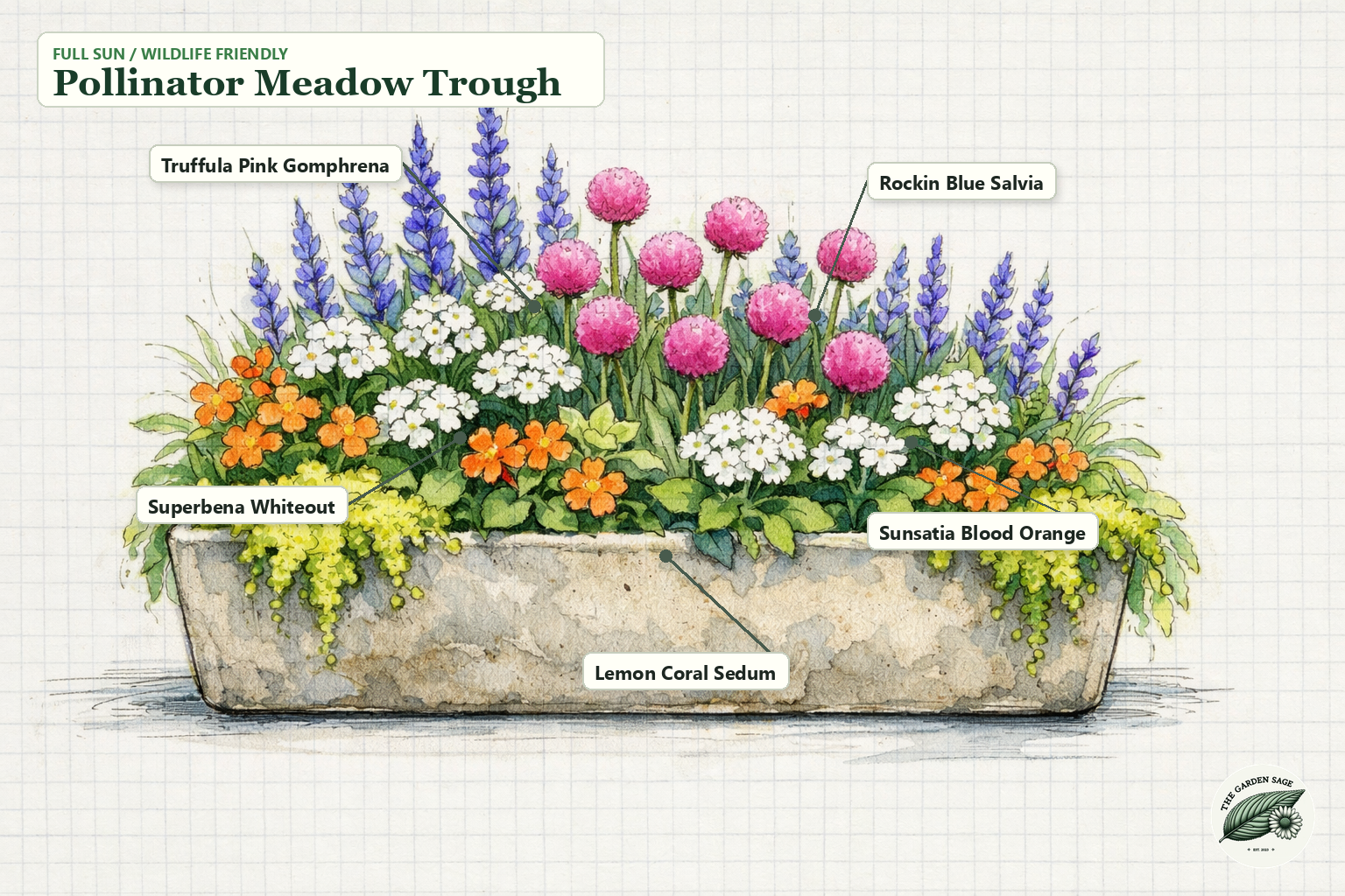 Pollinator Meadow Trough sketch with gomphrena, salvia, verbena, sunsatia, and sedum labels