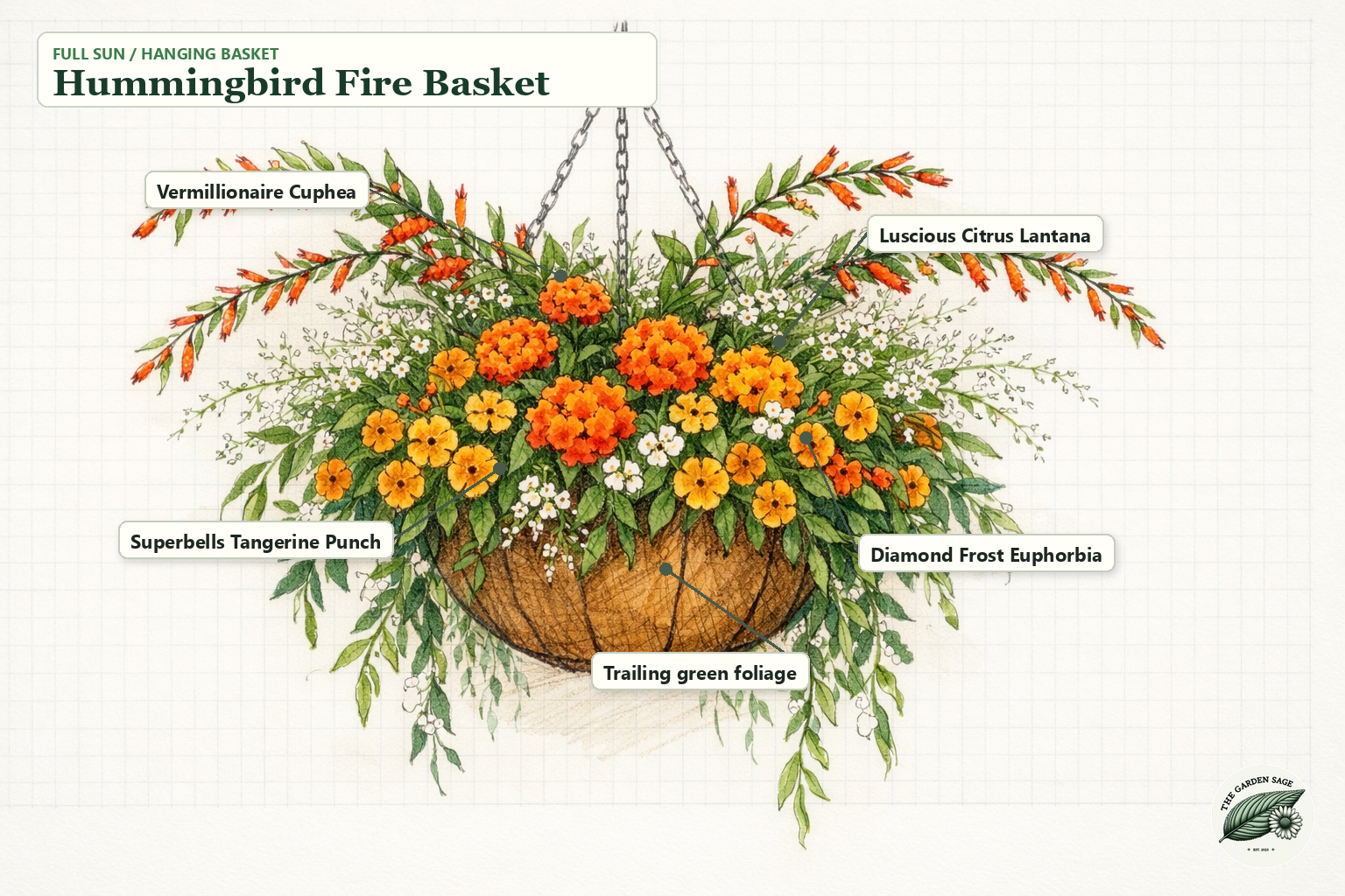 Hummingbird Fire Basket sketch with cuphea, lantana, calibrachoa, euphorbia, and trailing foliage labels