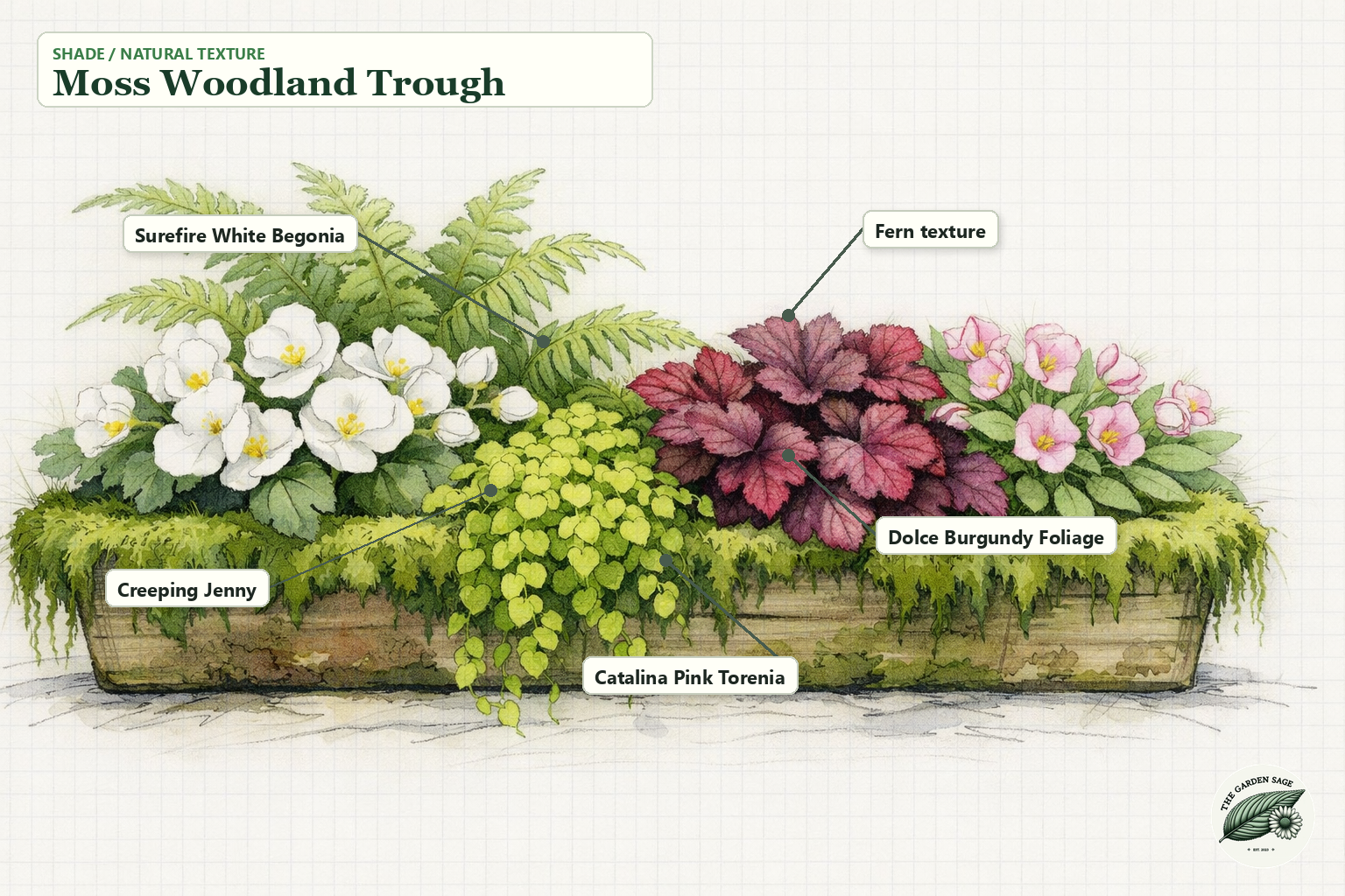 Moss Woodland Trough sketch with begonia, fern, creeping jenny, burgundy foliage, and torenia labels
