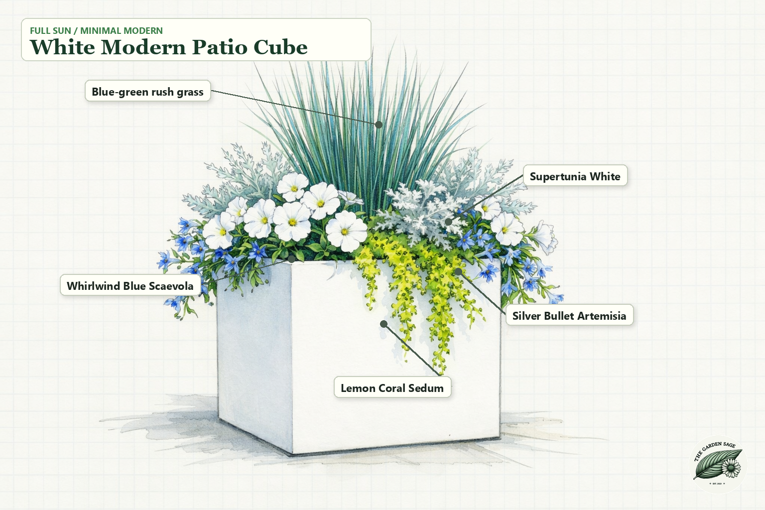 White Modern Patio Cube sketch with rush grass, petunia, scaevola, artemisia, and sedum labels