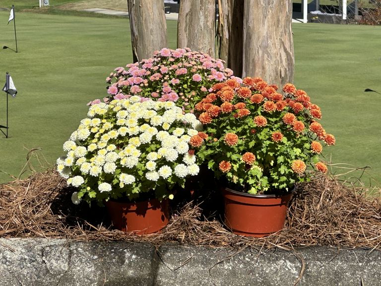 Potted mums in front of a golf course putting green