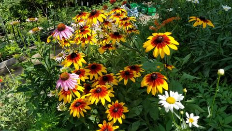 Black-eyed Susans, coneflowers, and daisies growing together in a garden bed