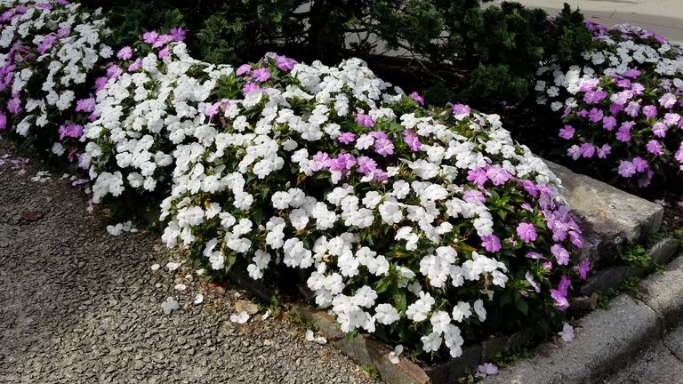 Soft pink and white New Guinea impatiens cascading over stone