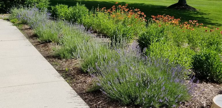 Lavender and blanket flowers lining a mulched border