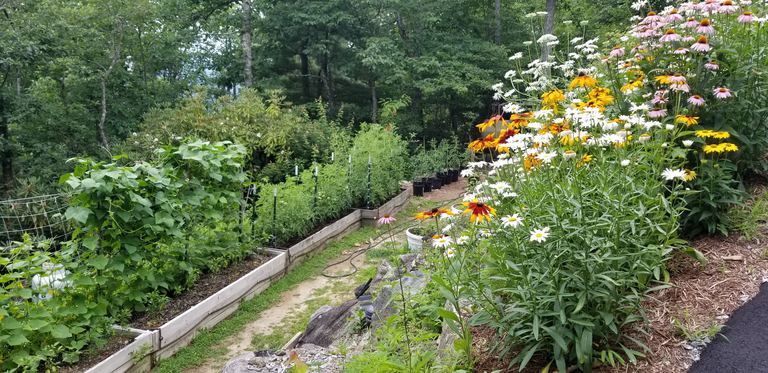 Vegetable beds with trellised crops beside blooming perennials