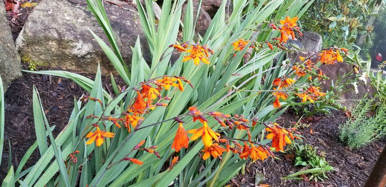 Crocosmia Lucifer arching above rocks with fiery blooms