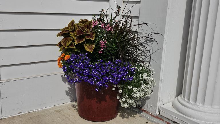 Terracotta planter with coleus, angelonia, fountain grass, and marigolds