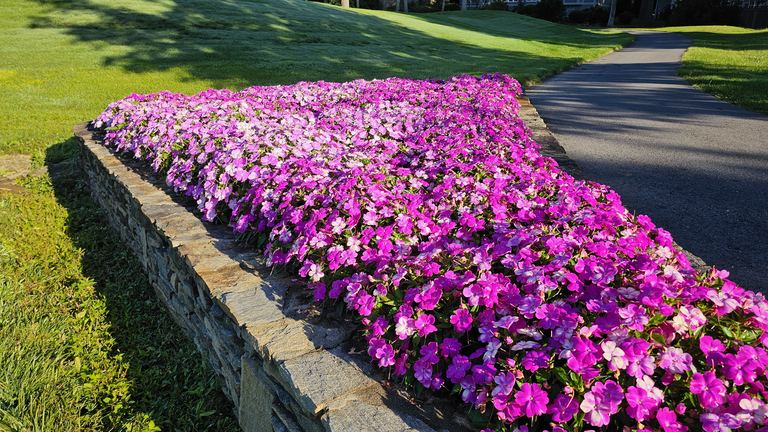 Pink summer impatiens spilling over a stone retaining wall