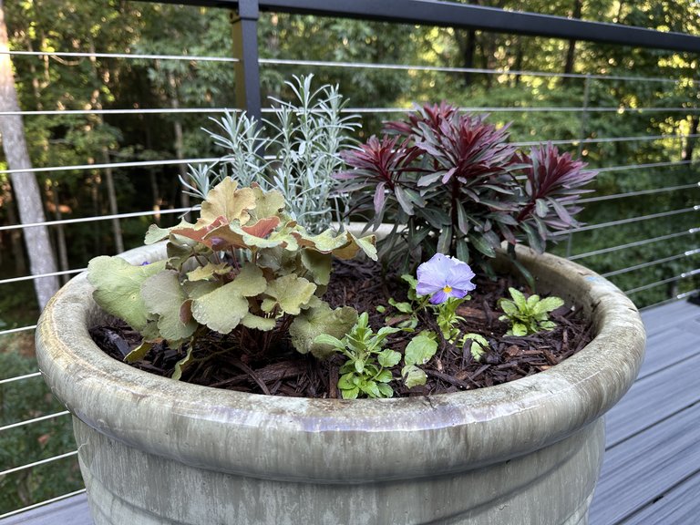 Fall container with burgundy foliage, small flowers, and trailing greenery