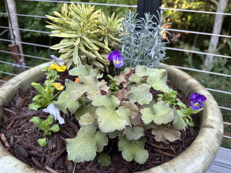 A close view of colorful foliage and flowers in a fall container