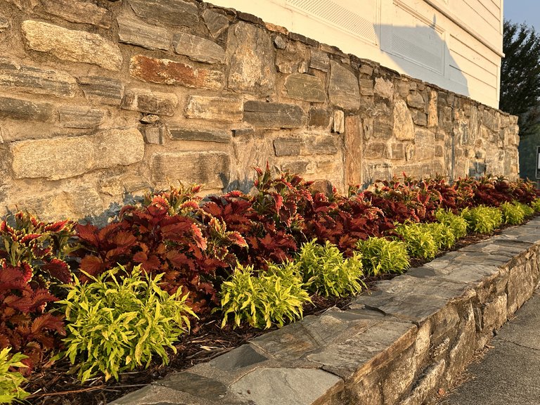 Red and golden coleus lining a stone garden wall in June