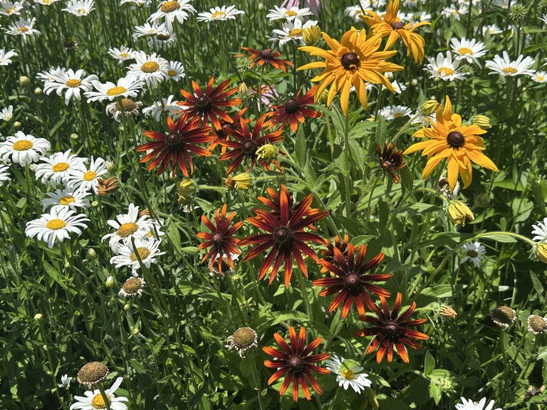 Yellow, red, and white flowers in a summer garden bed