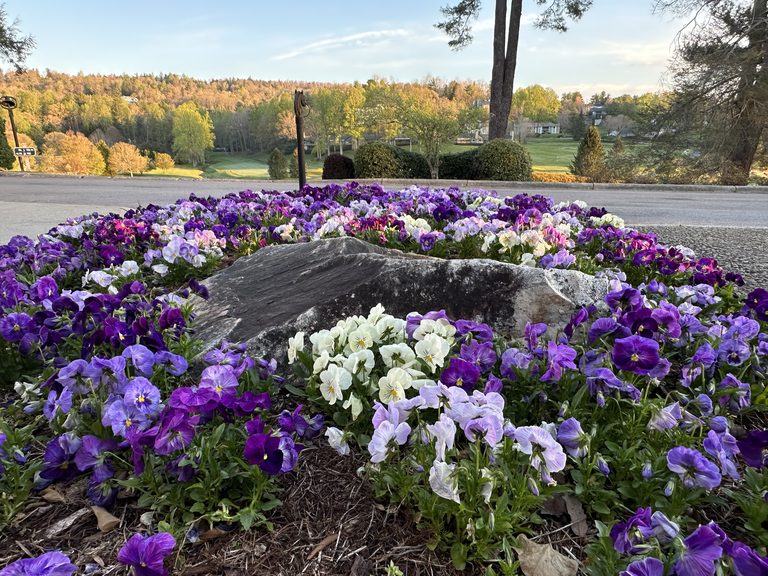 Wide pansy bed with boulder and distant hillside entry