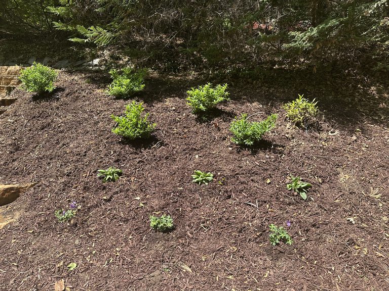 Spring landscape bed with fresh mulch and new plantings