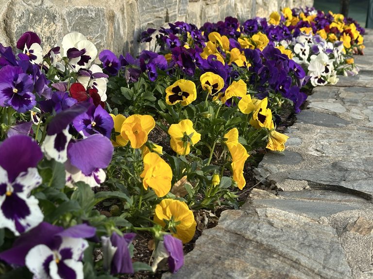 Pansies planted along a stone wall and walkway