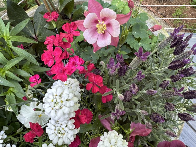 Dense spring planter with columbine, dianthus, candytuft, lavender, and foliage