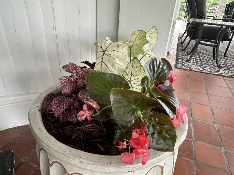 White urn closeup with caladium, pink begonia, burgundy foliage, and dark mulch