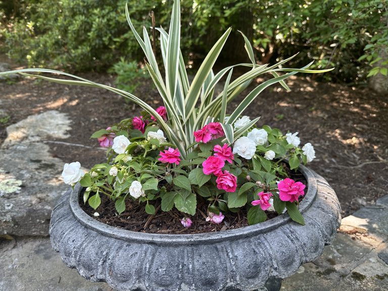 Stone urn with variegated foliage and pink and white impatiens