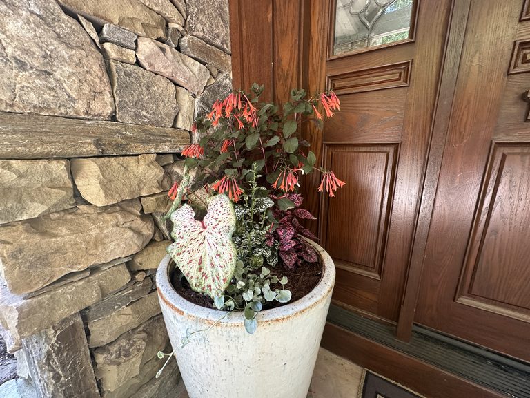 Tall summer container with caladium, coleus, white trailing flowers, and coral accents