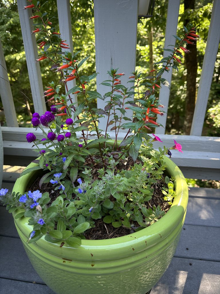 Green rail bucket with purple flowers and trailing foliage