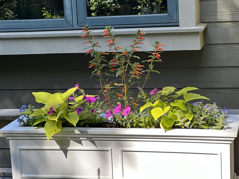White railing planter with chartreuse foliage, purple flowers, and orange summer blooms