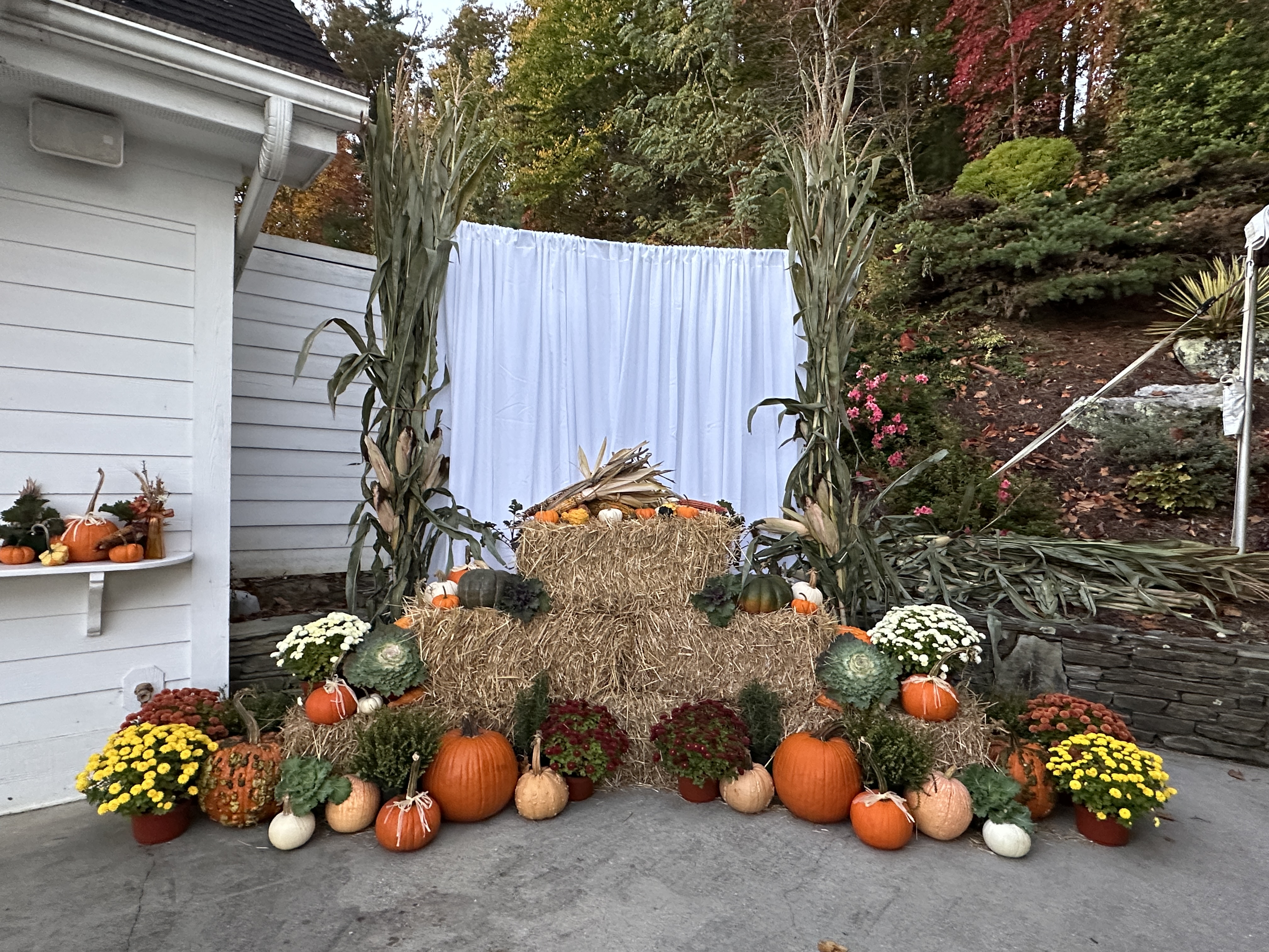 Large-scale straw bale backdrop with pumpkins and mums
