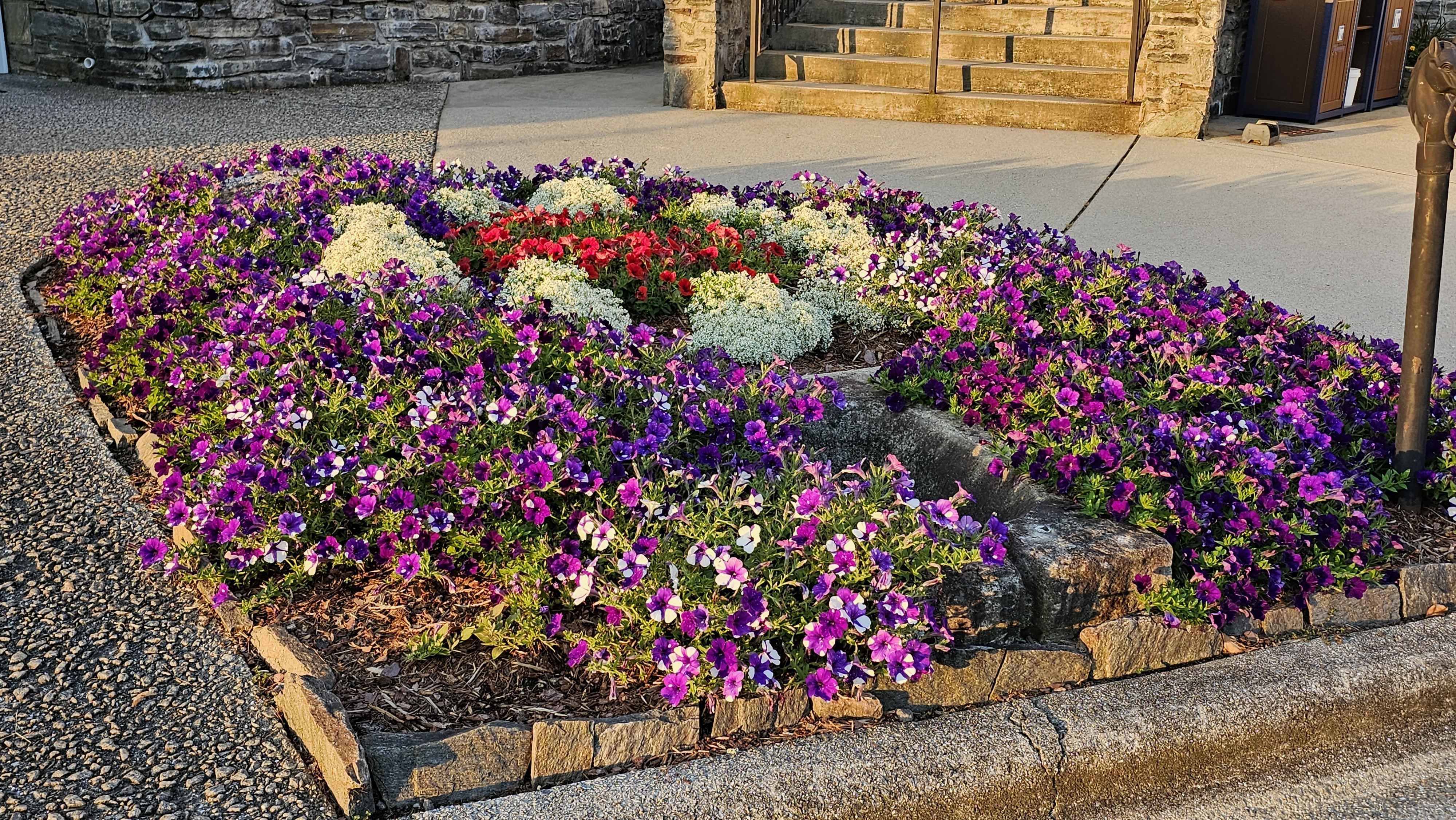 Vibrant summer bedding of petunias, alyssum, and geraniums at sunrise